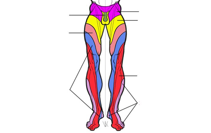 Innervation zone of the lumbar segments